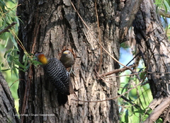 Melanerpes aurifrons