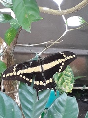 Heraclides homothoas