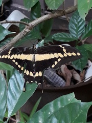 Heraclides homothoas