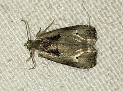 Olethreutes malana