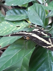 Heraclides homothoas