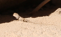 Pseudotrapelus sinaitus