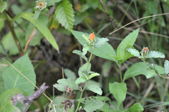 Malvastrum aurantiacum