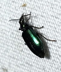 Lebia viridis