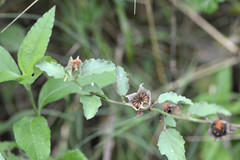 Malvastrum aurantiacum