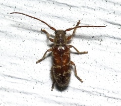 Eupogonius tomentosus