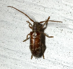 Eupogonius tomentosus