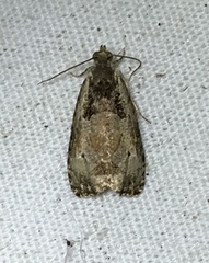 Olethreutes malana