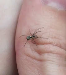 Stemonyphantes lineatus