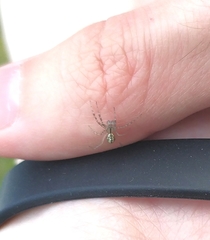 Stemonyphantes lineatus