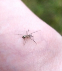 Stemonyphantes lineatus