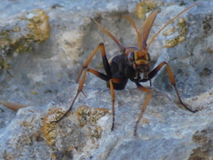 Cryptocheilus annulatus