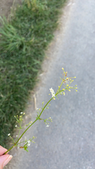 Galium