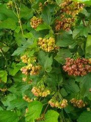 Physocarpus opulifolius