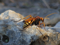 Cryptocheilus annulatus