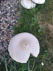 Chlorophyllum molybdites