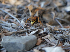 Cryptocheilus annulatus