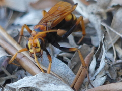 Cryptocheilus annulatus