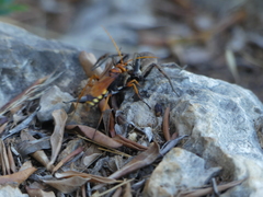 Cryptocheilus annulatus