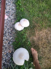 Chlorophyllum molybdites