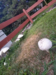 Chlorophyllum molybdites