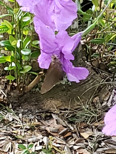 Monk Skipper photo 4