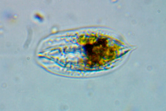 Calycimonas physaloides