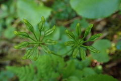 Coptis aspleniifolia