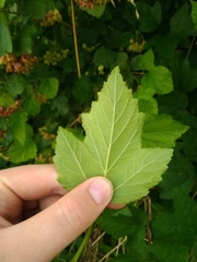 Physocarpus opulifolius