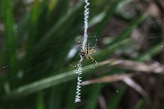 Argiope aurantia image