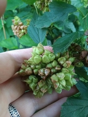 Physocarpus opulifolius