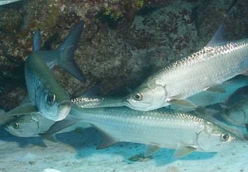 Atlantic Tarpon