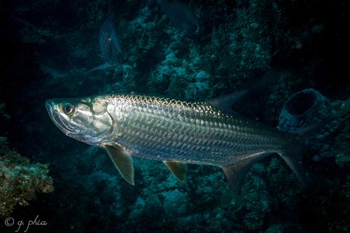 Atlantic Tarpon