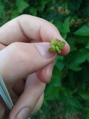 Physocarpus opulifolius