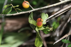 Disholcaspis quercusomnivora