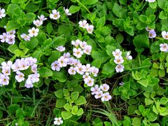 Chaenostoma campanulatum