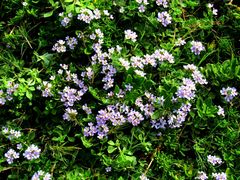 Chaenostoma campanulatum