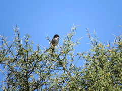 Curruca melanothorax