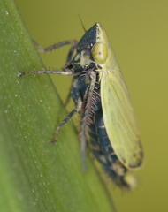 Verdanus