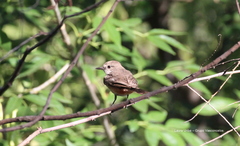 Pyrocephalus rubinus