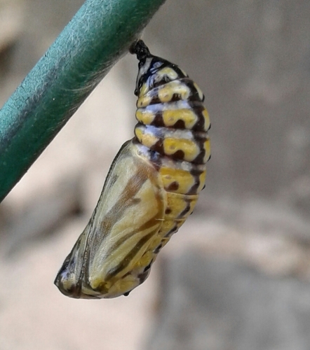 White-rayed Patch