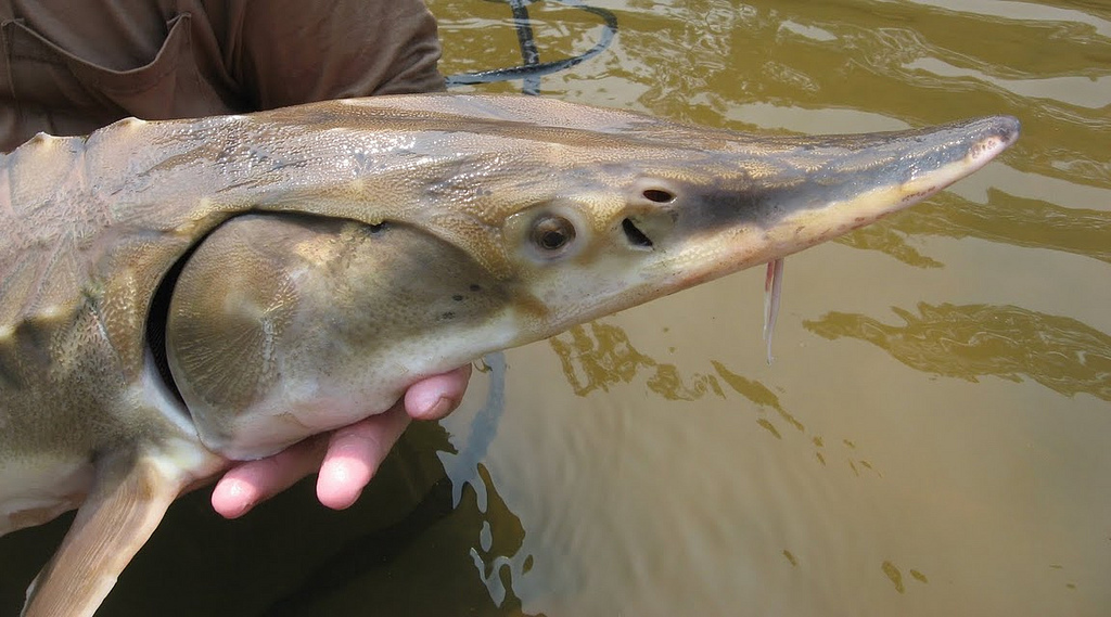 EUA adicionam peixe esturjão-chinês à lista de animais ameaçados