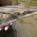 Gulf Sturgeon - Photo (c) 
USFWS Endangered Species, some rights reserved (CC BY)