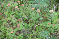 Spiraea stevenii