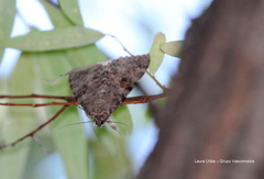 Lepidoptera