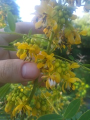 Senna hebecarpa