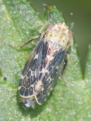 Errastunus ocellaris