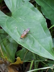Ptecticus testaceus