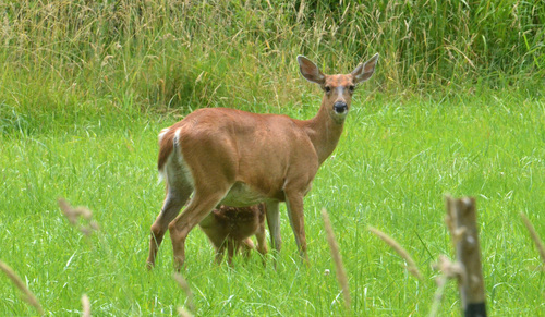 Odocoileus hemionus