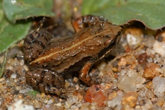 Cacosternum parvum